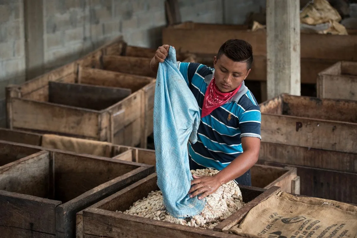 Bauer schüttet den Kakao für Choco Del Sol in Holzkisten und bereitet diese zur Fermentierung vor.