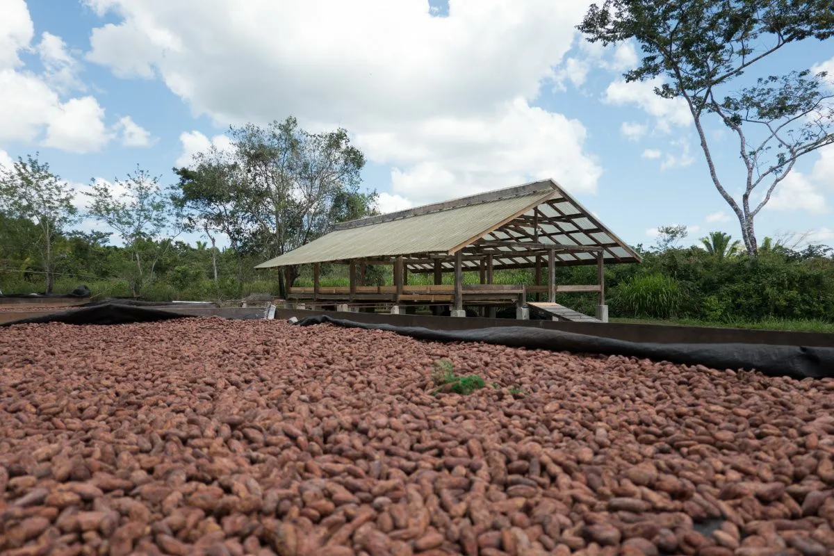 Kakaobohnen werden für Choco Del Sol getrocknet