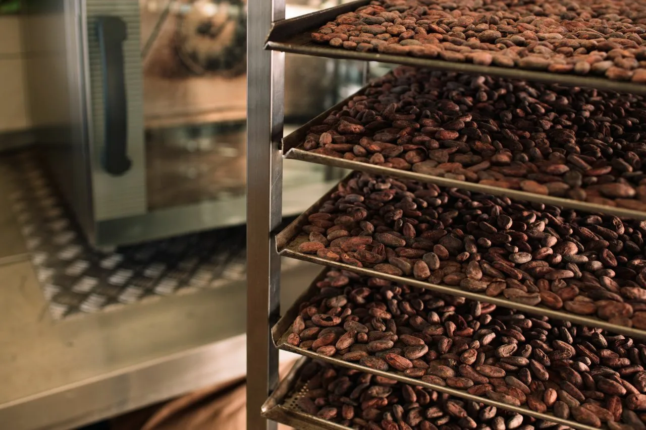 Kakao für Choco Del Sol wird geröstet