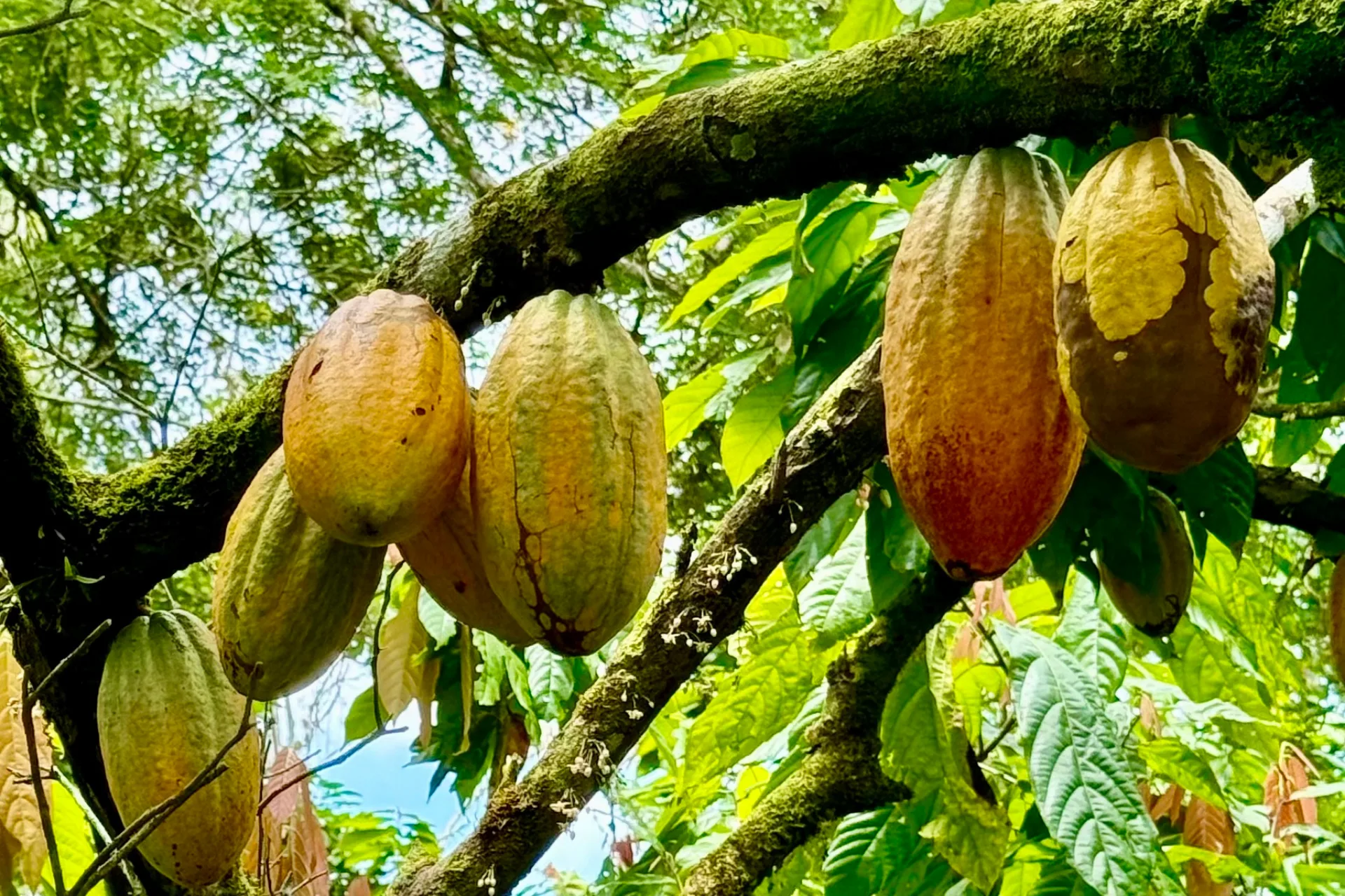 Kakaopflanzen von Choco Del Sol in Brasilien